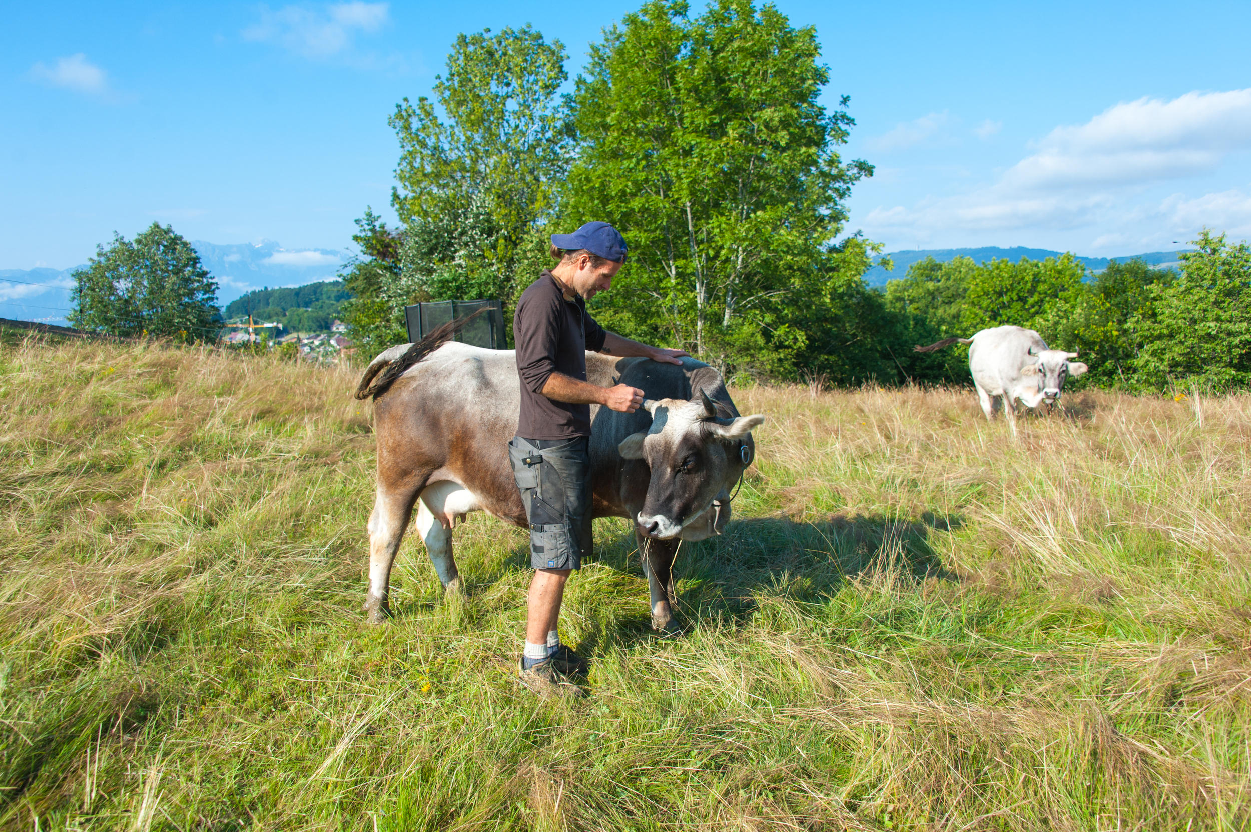 Man with grey cow