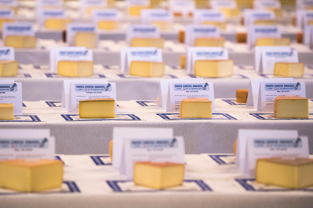 スイスチーズ大賞の選考に並ぶチーズ