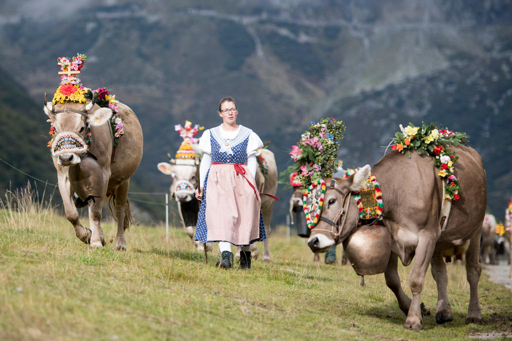 Dressed up cows