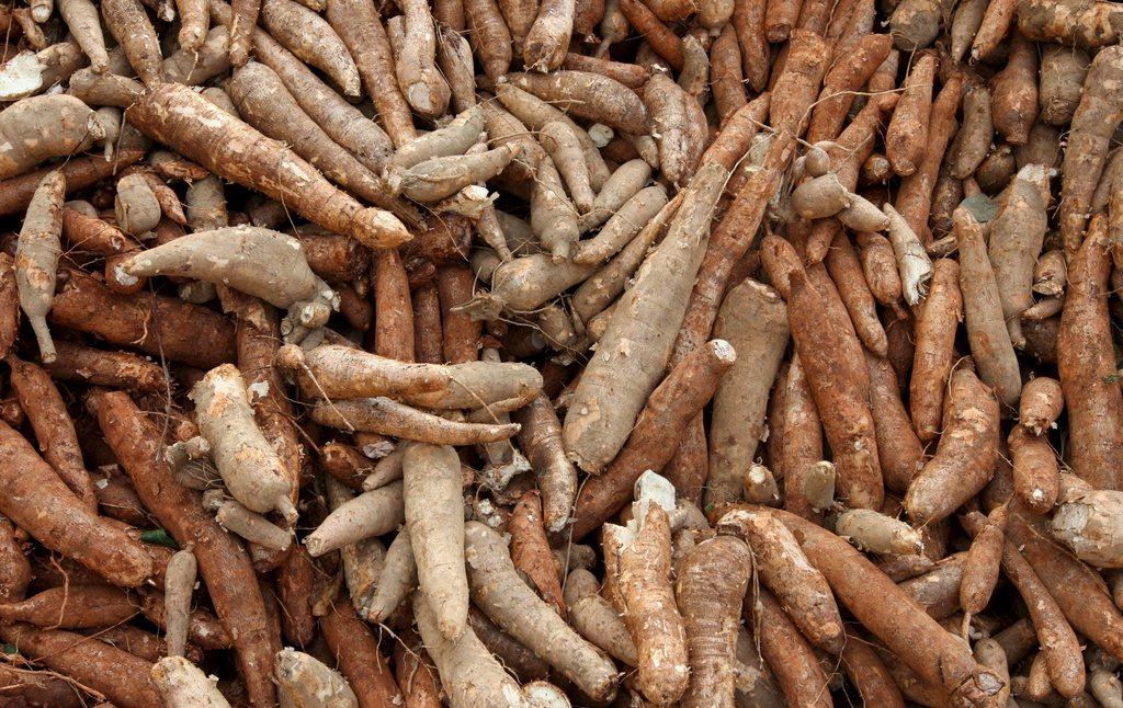 A pile of cassava roots pictured in Thailand