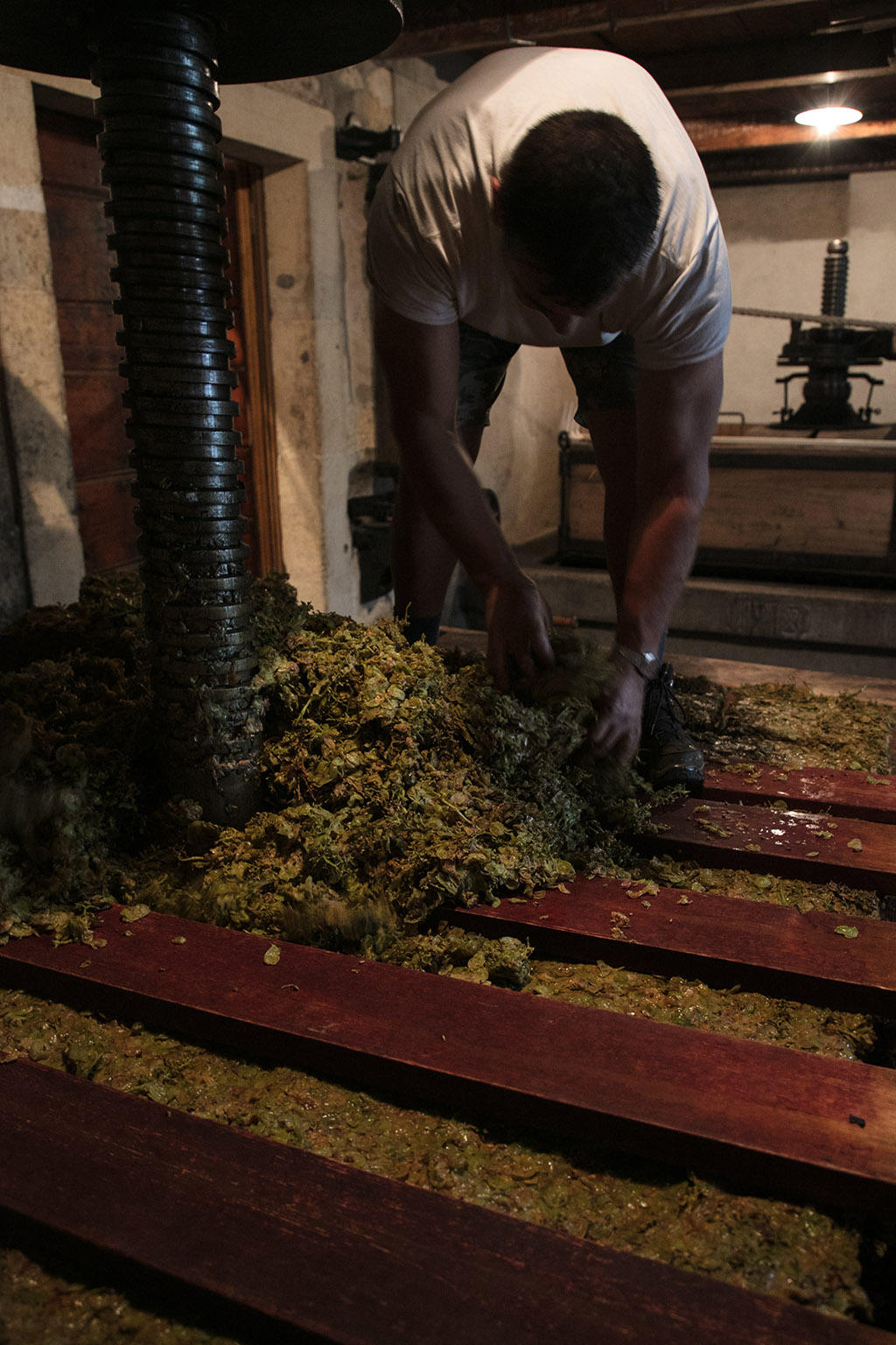 Man sorting the trash of the grapes