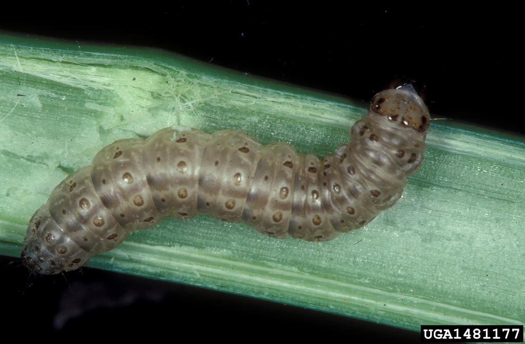 A European corn borer