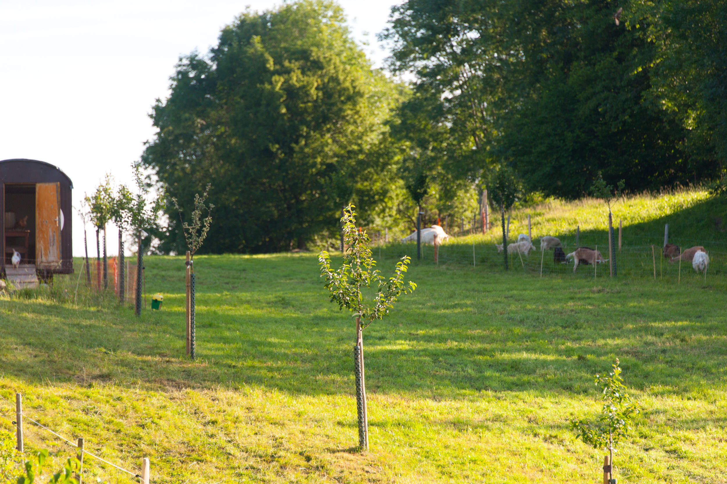 Pastizal y árboles frutales en la granja