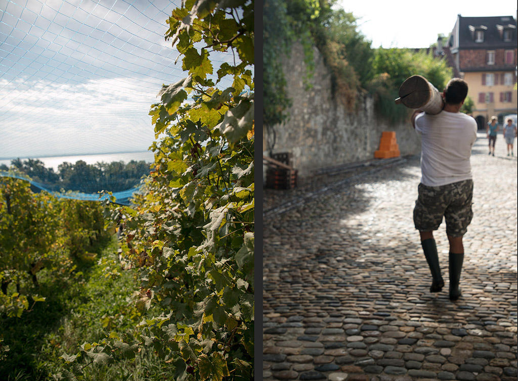 vineyard and the back view of a man carrying a tree trunk