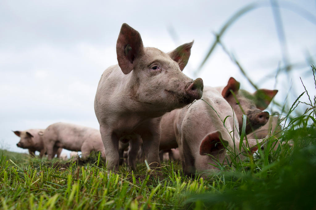 Herd of free-range pigs in a meadow