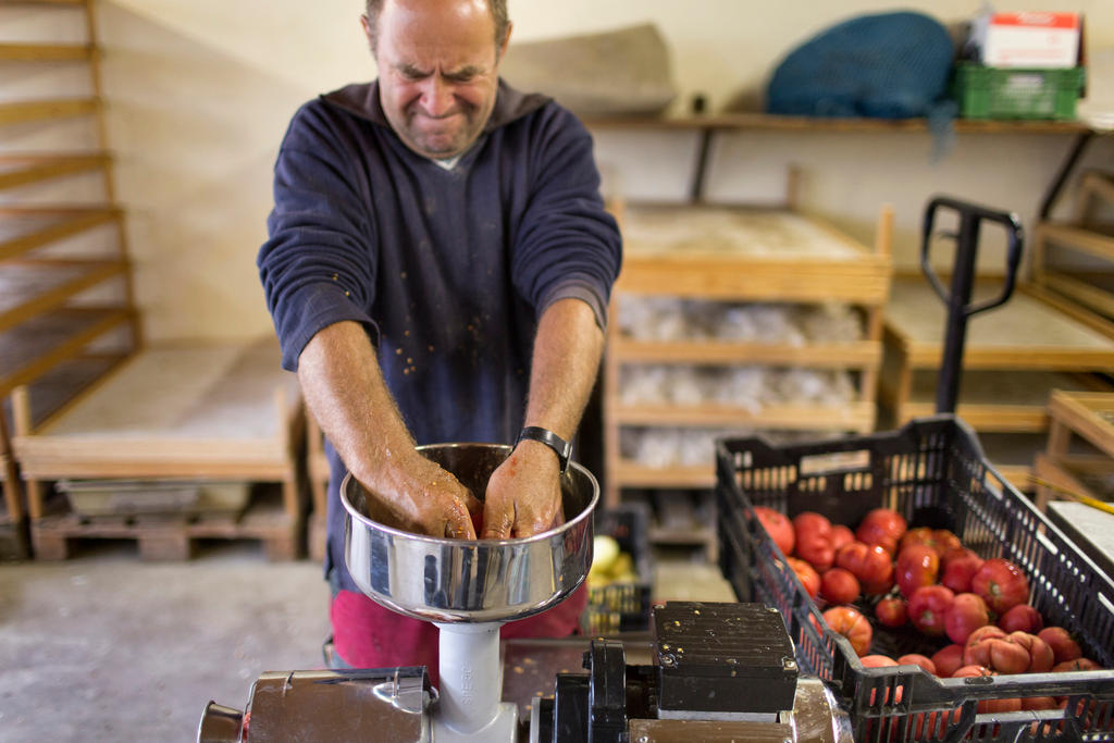 Farmer at machine crushing tomatoes