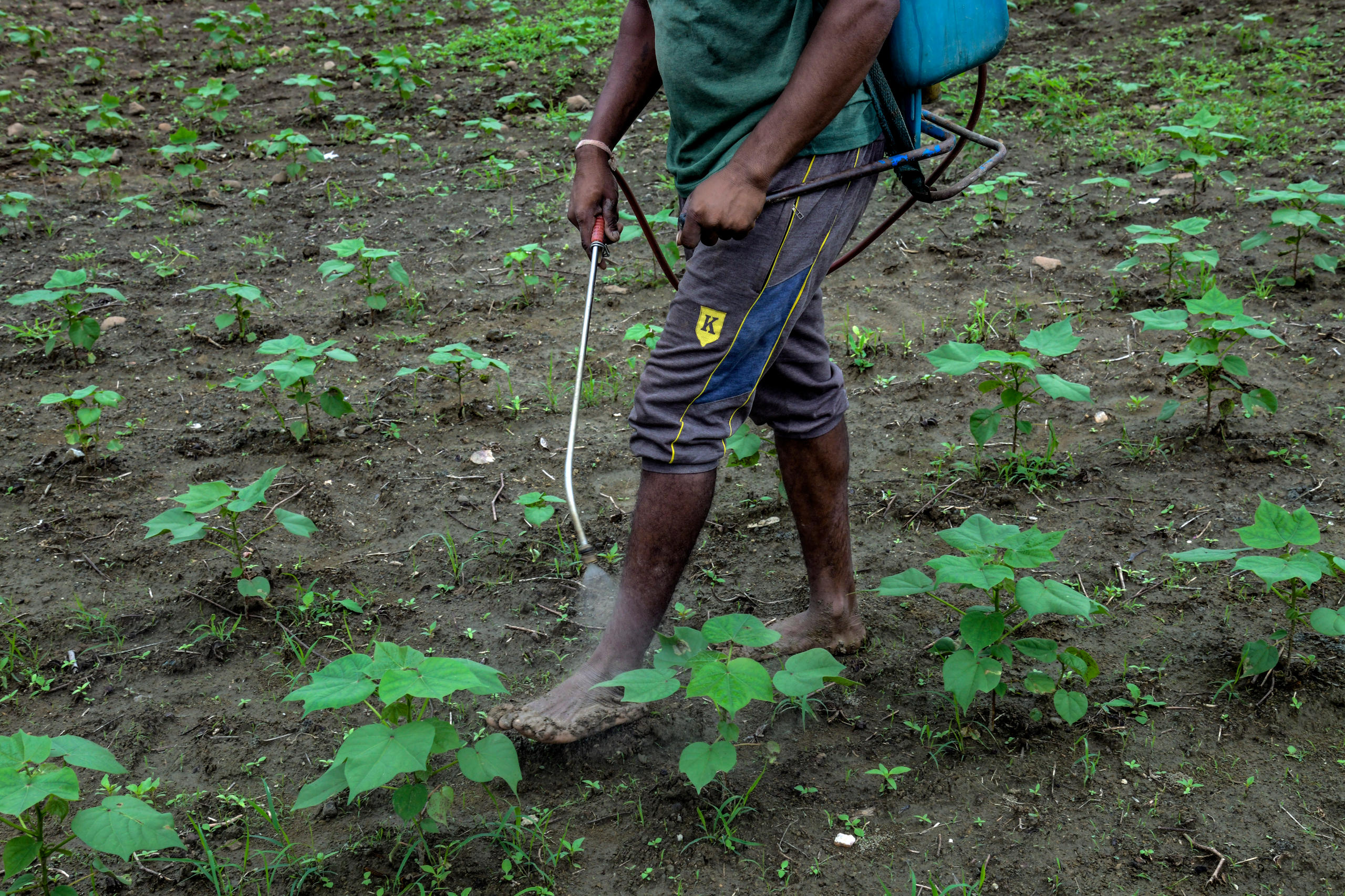 Farmer spraying crop