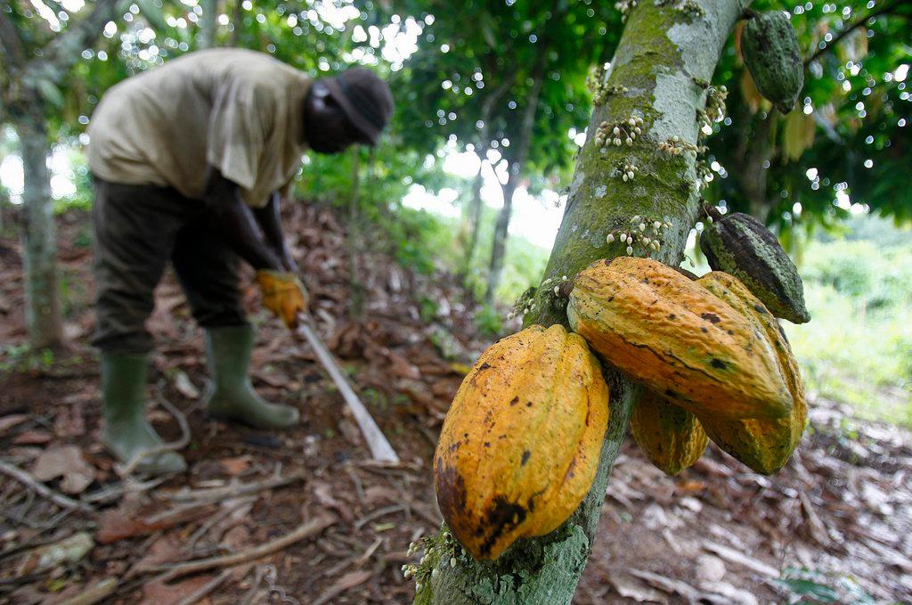 Cocoa pods in Ivory Coast