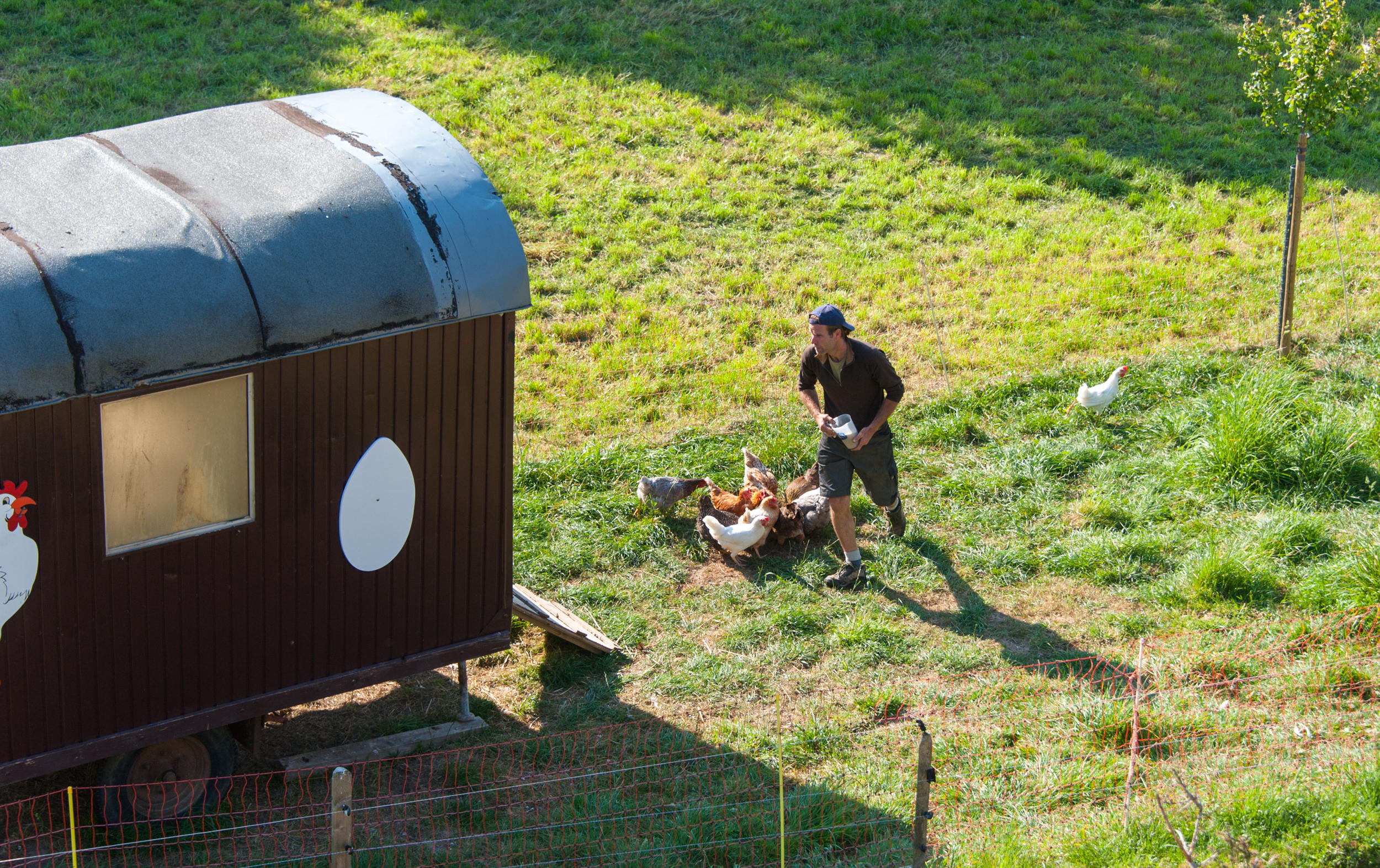 uomo dà da mangiare alle galline