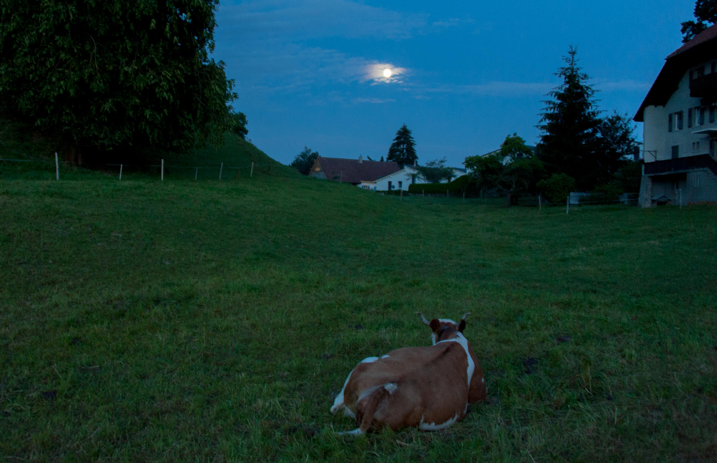 mucca in un prato