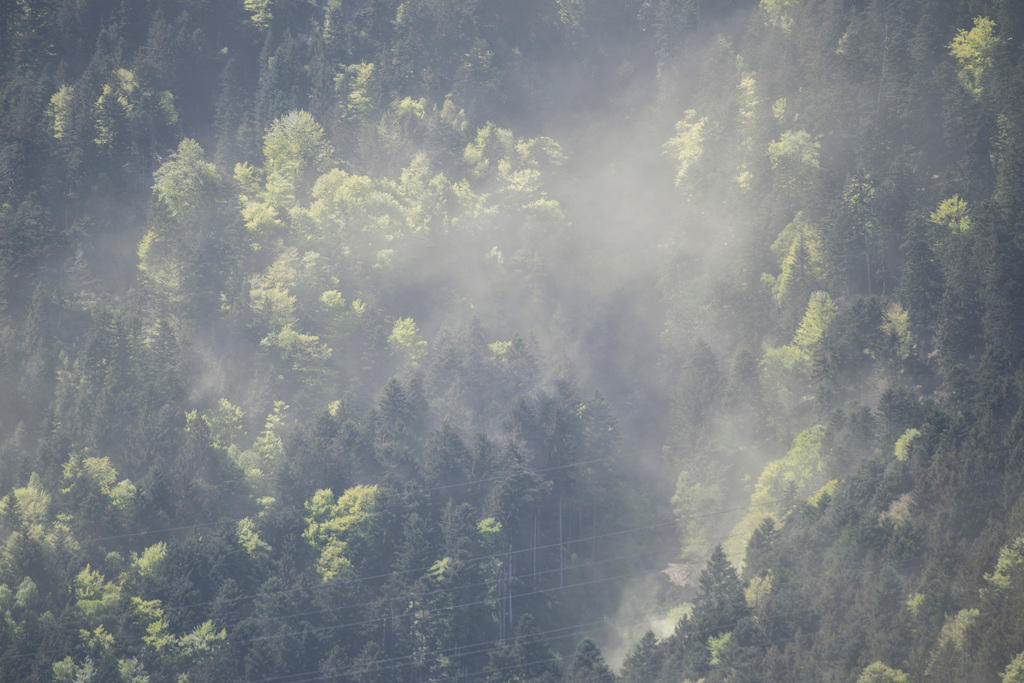 A pollen storm at Rottannen near Erstfeld in the Reuss Valley on April 27, 2018