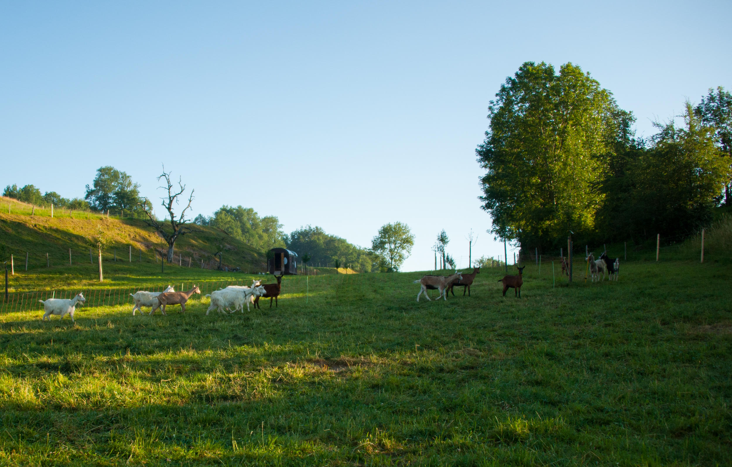 a pasture