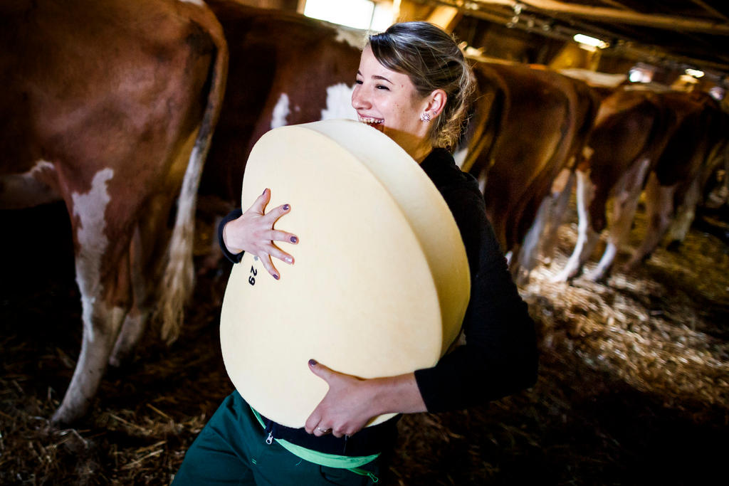 مرأة تحمل قالب مكبير من الجبنة وخلفها أبقار