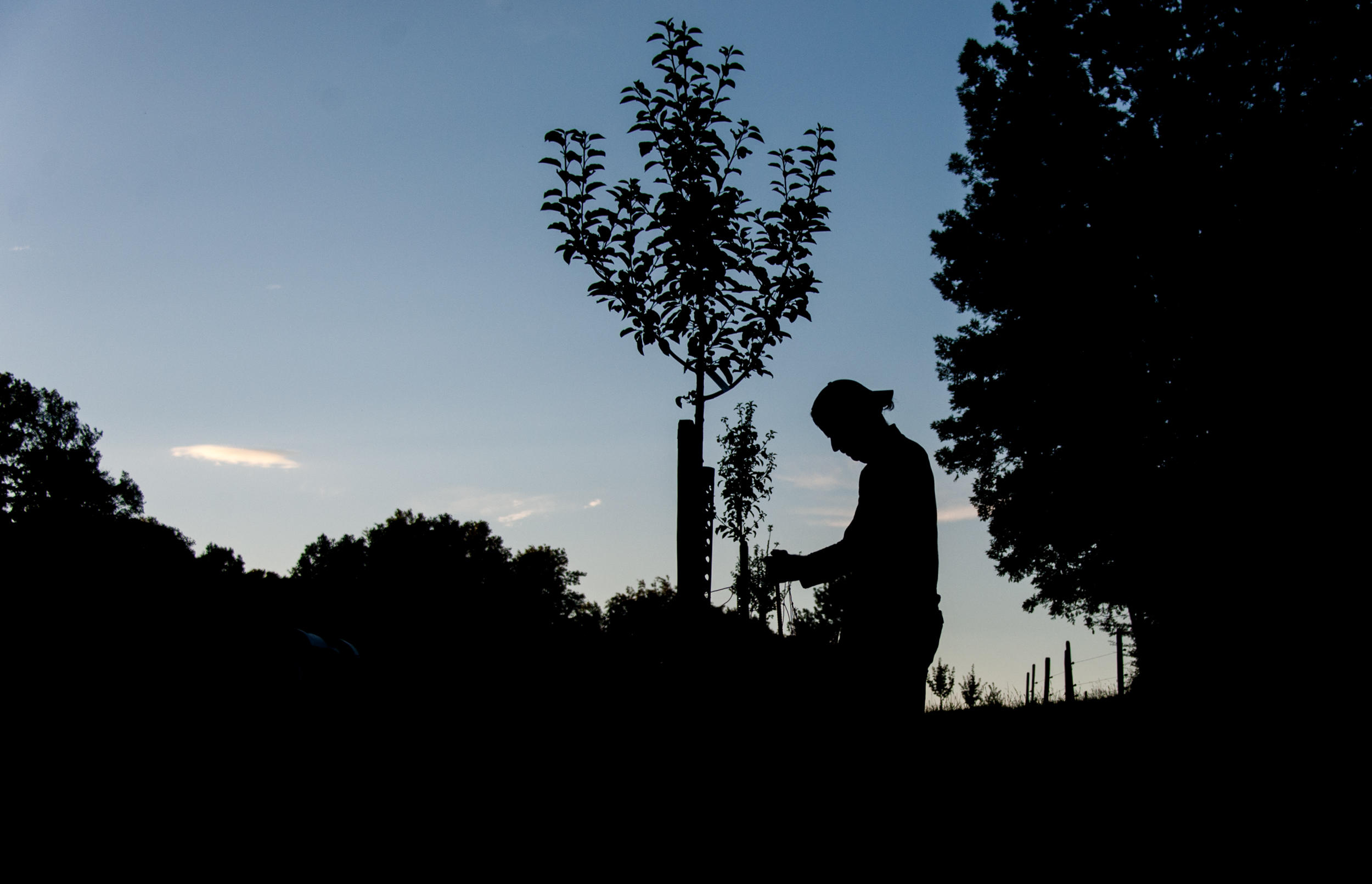 silouette di un uomo in mazzo agli alberi.