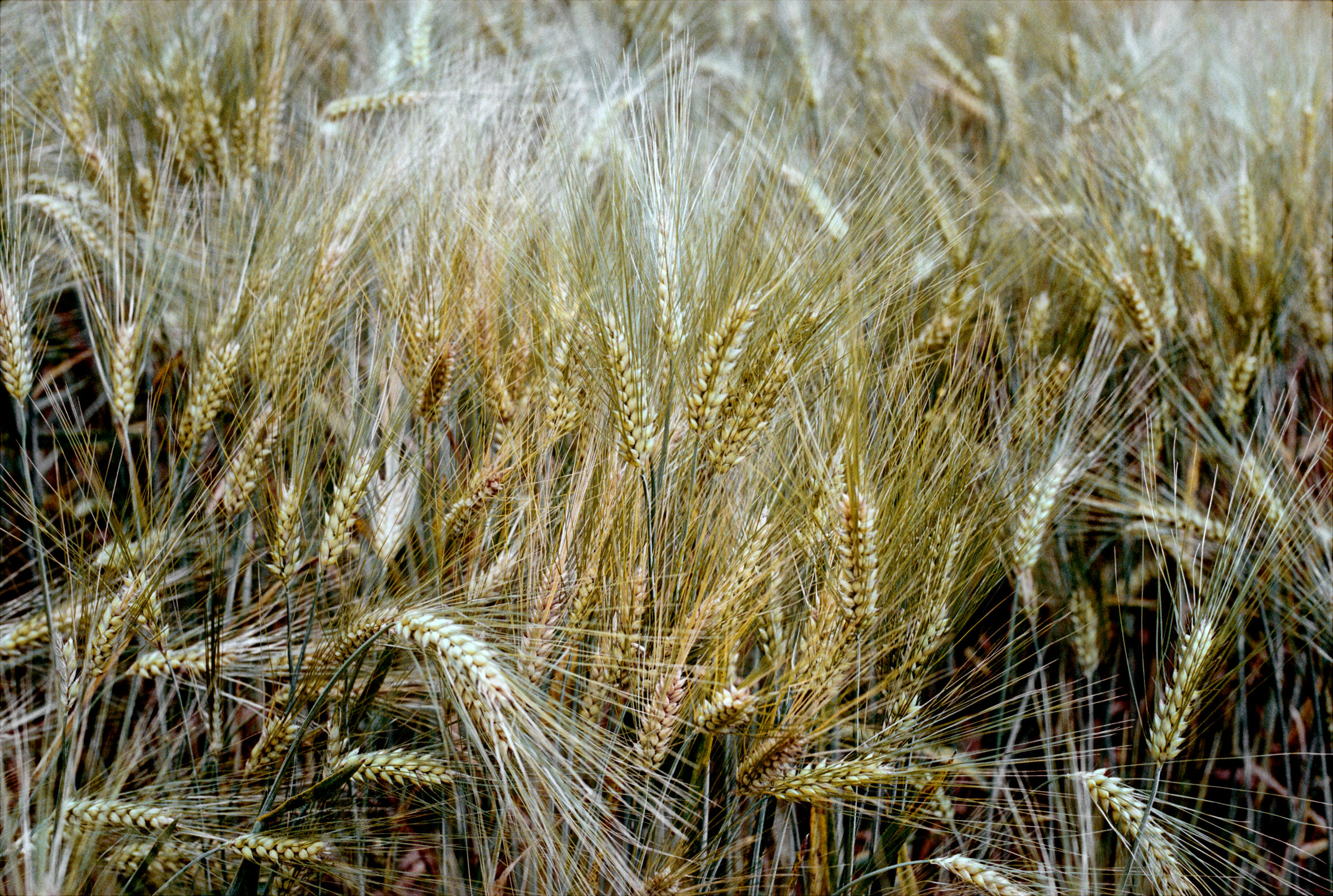 A cornfield