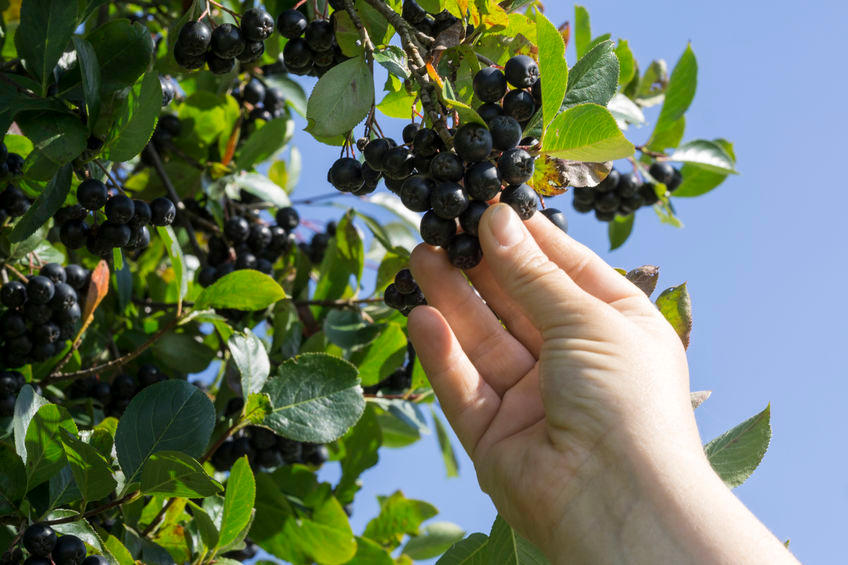 Aronia