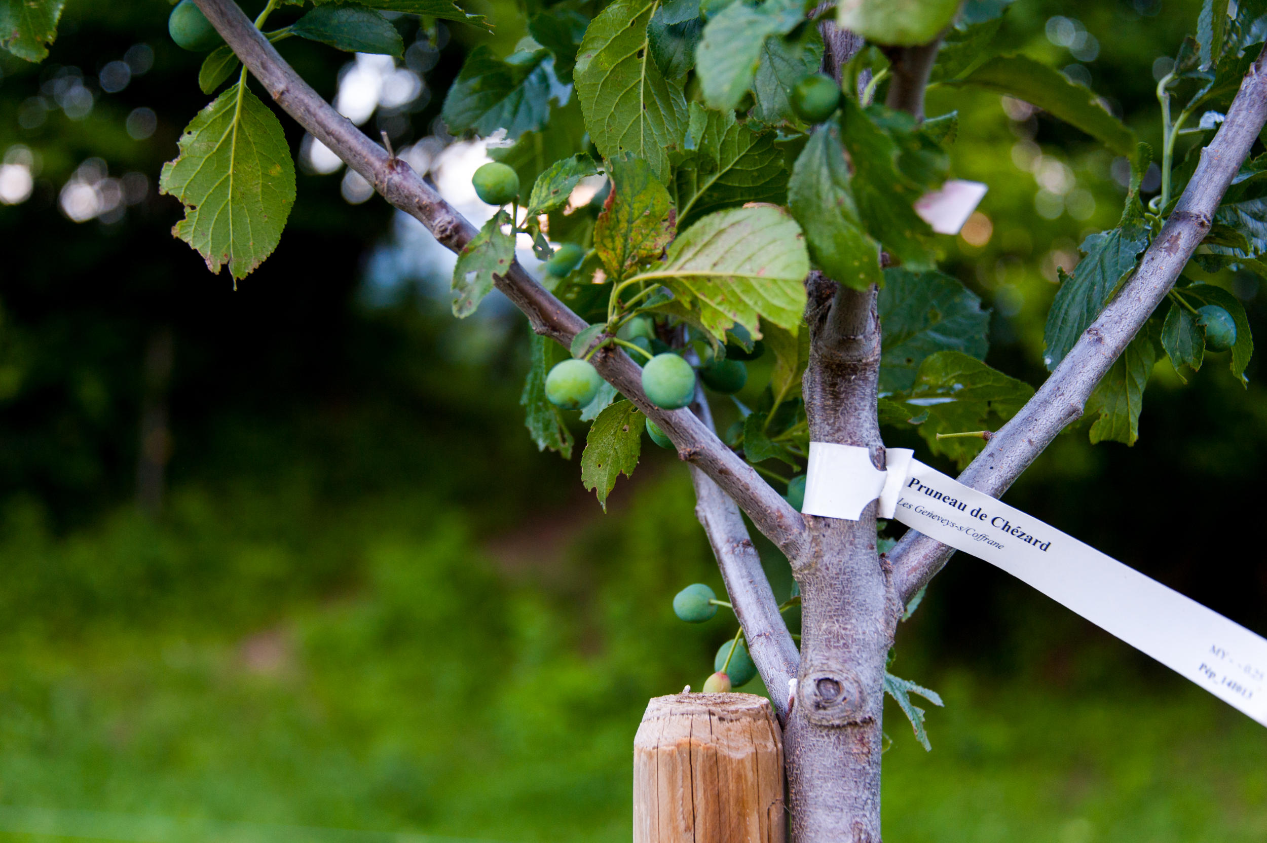 albero di prugne