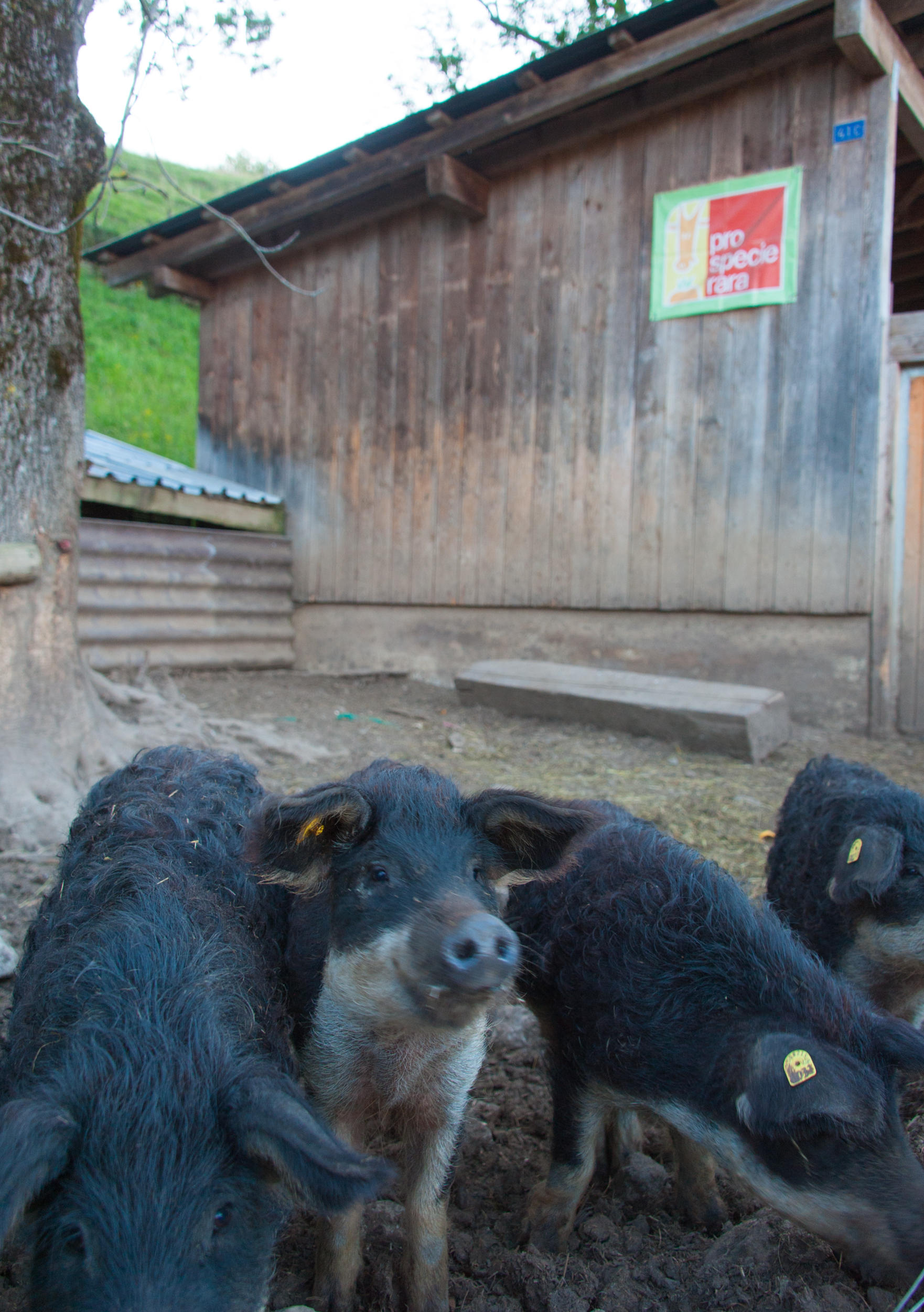 black woolly pigs