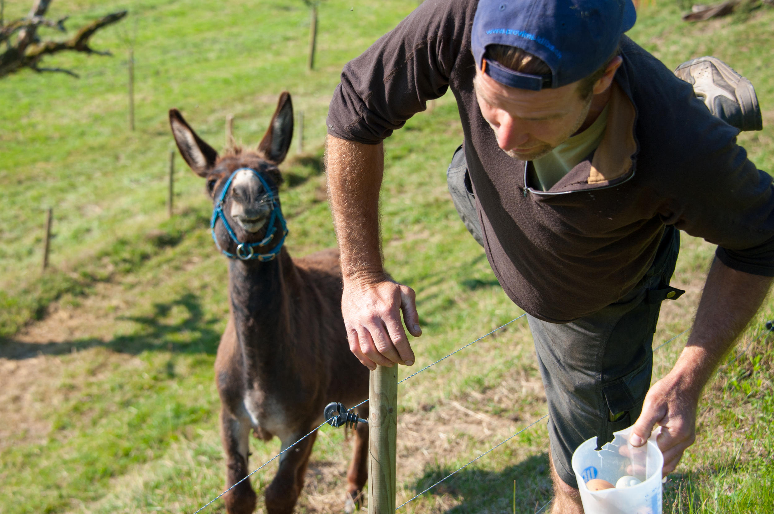 donkey and man jumping over fence