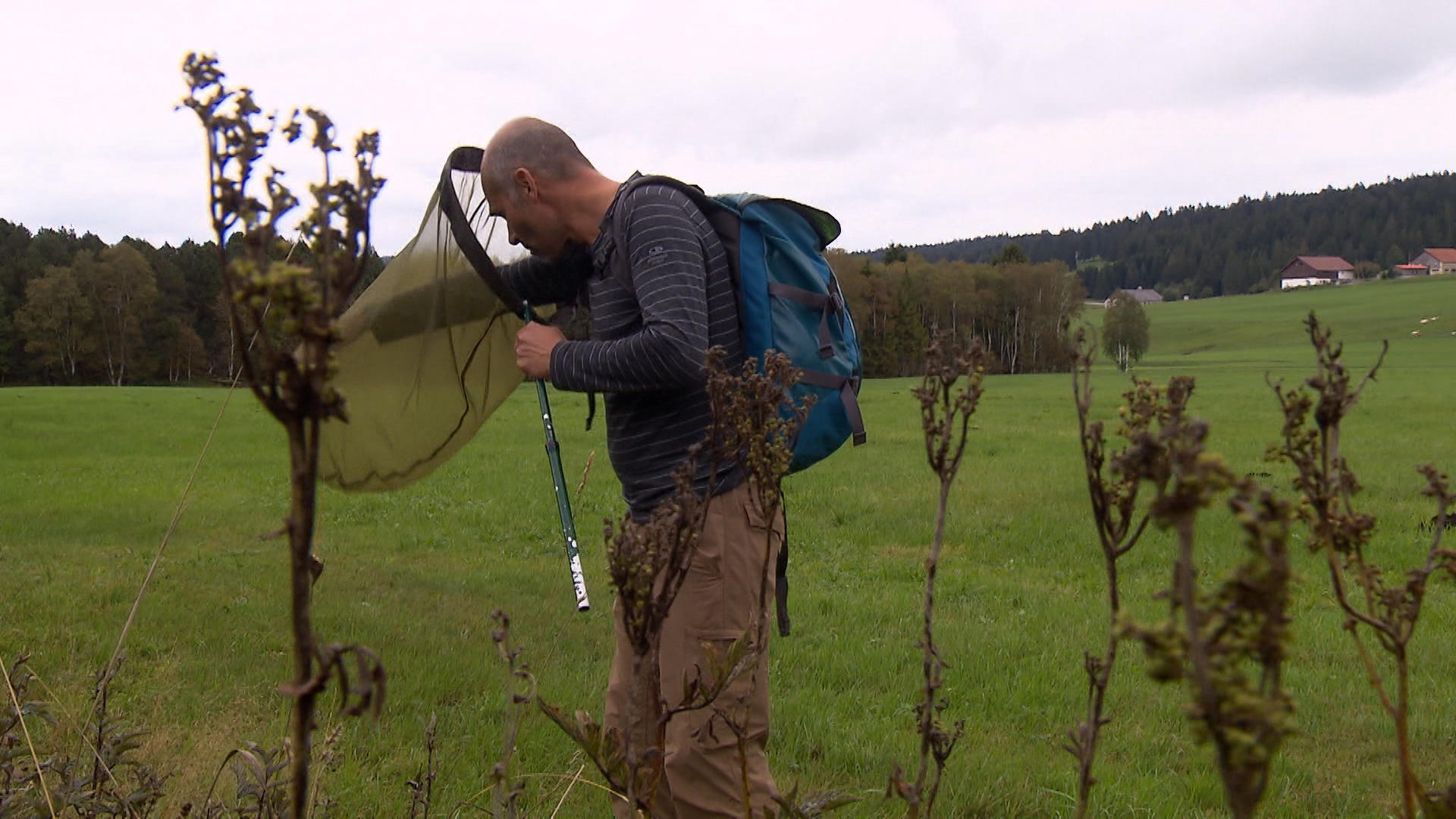 A man in a field collecting insects with a sweep net