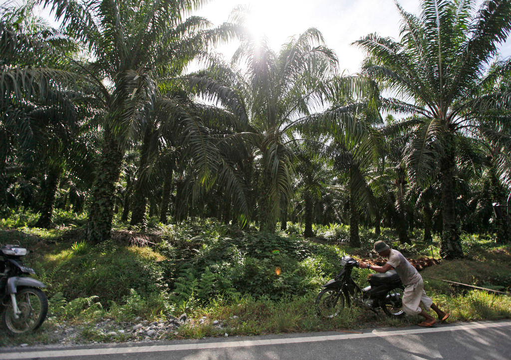 Palm oil plantation