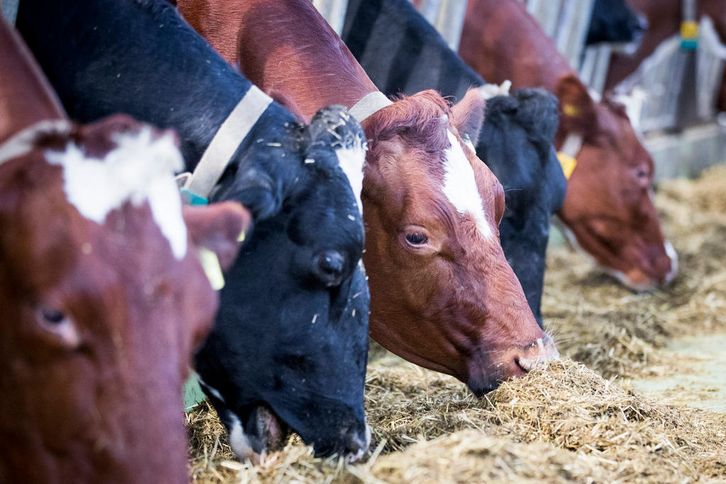 Cows on a Swiss farm