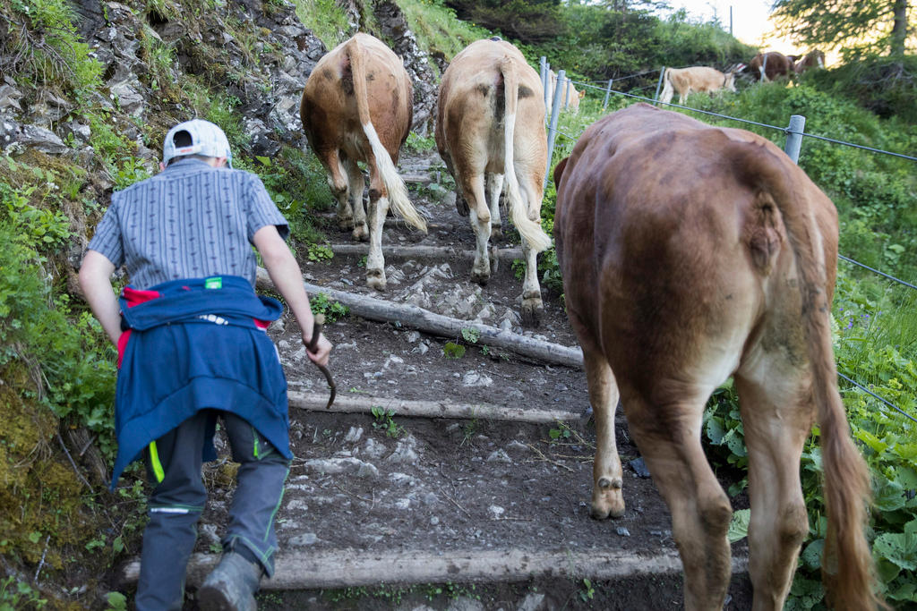 Cows climb up alpine steps