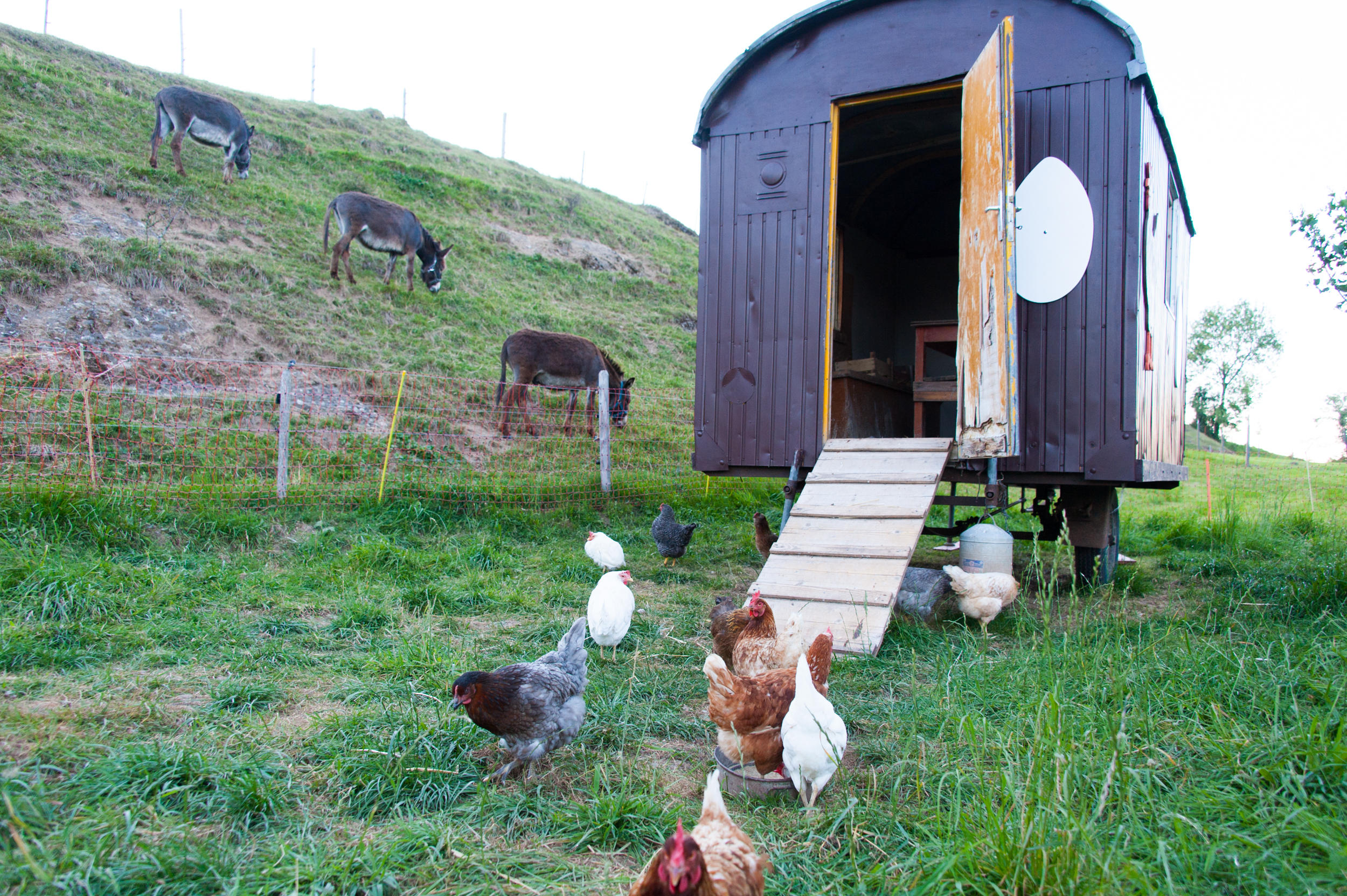 Gallinas de corral se pasen por la hierba