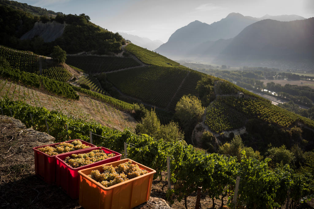 grape harvest