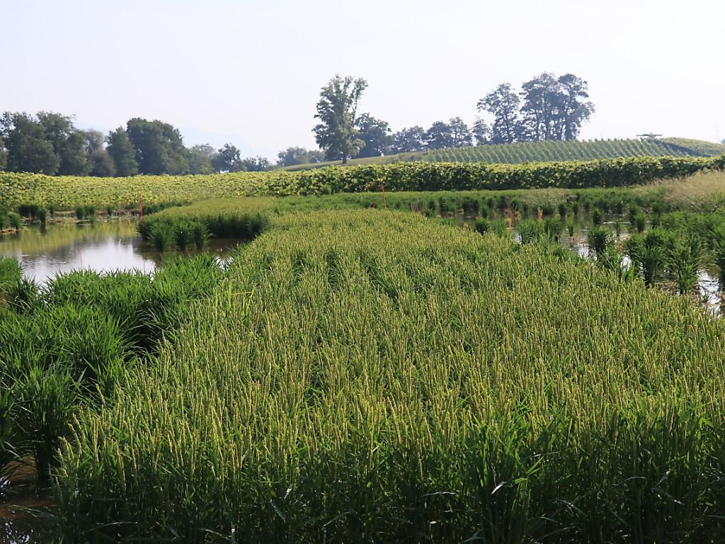 Agropole Riz Agroscope: cultiver du riz pour revaloriser les zones inondables - SWI ...