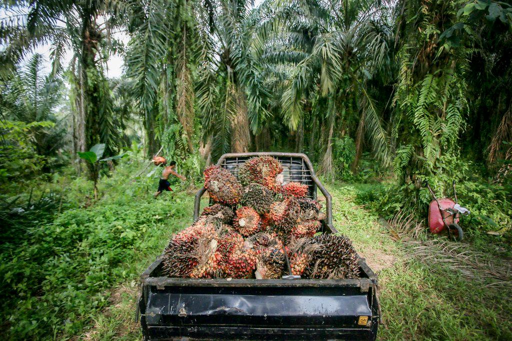 Palm oil plantation
