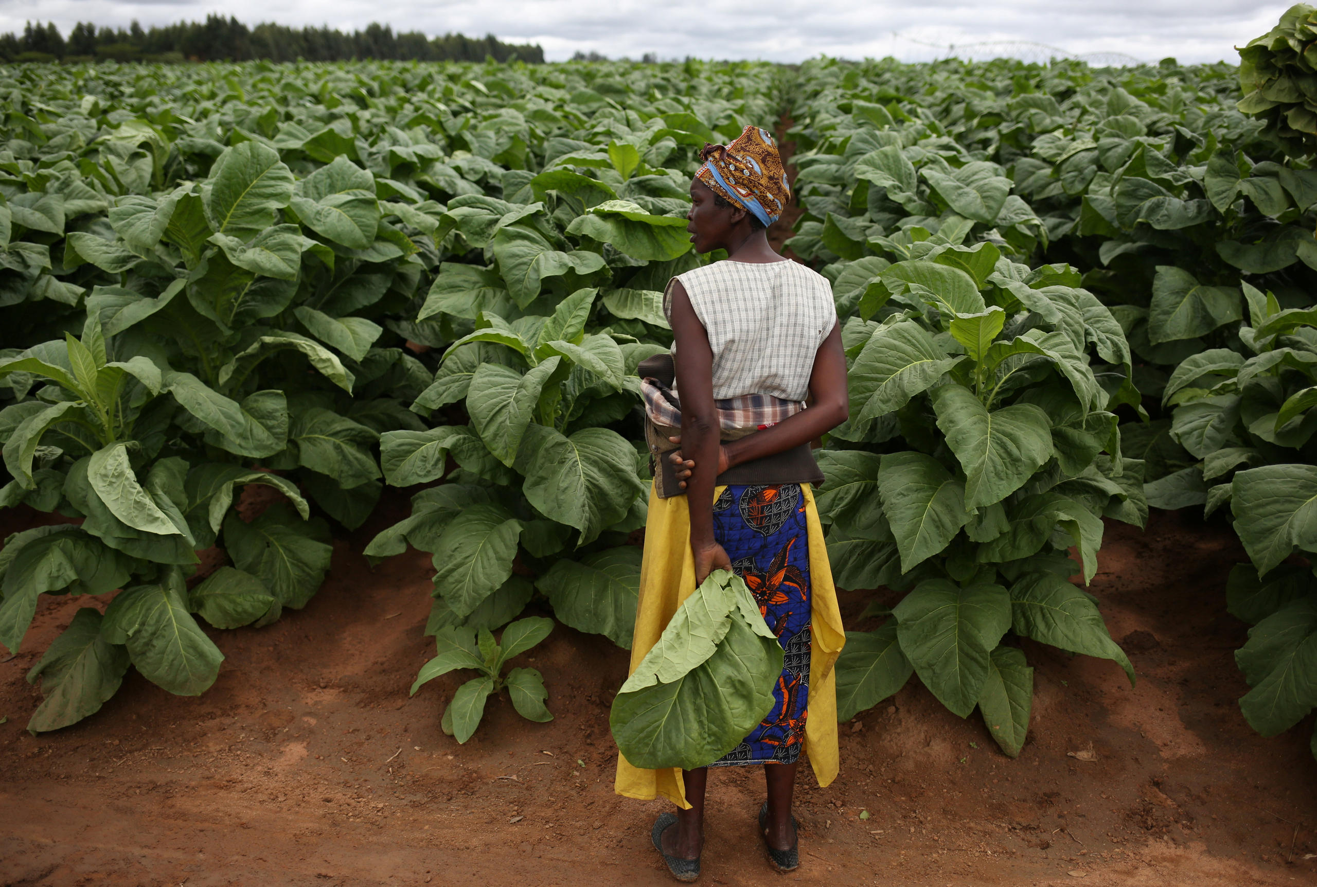 Tobacco field in Harare, Zimbabwe