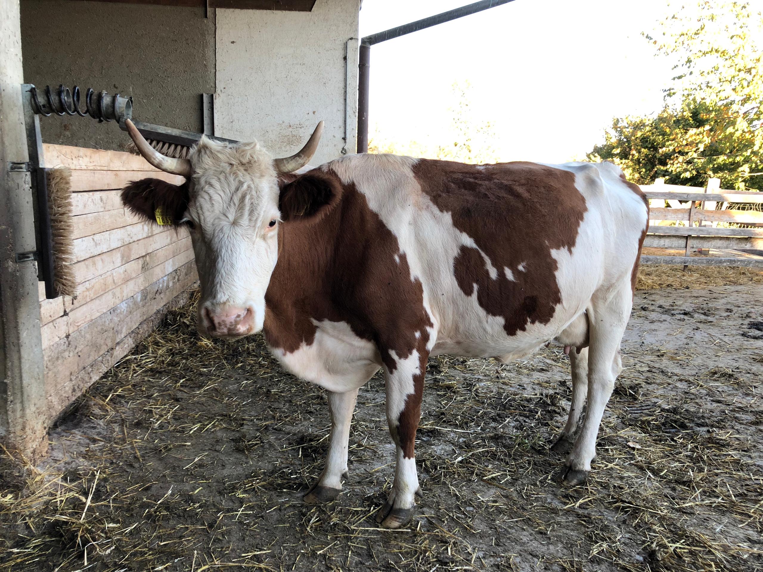 Vache