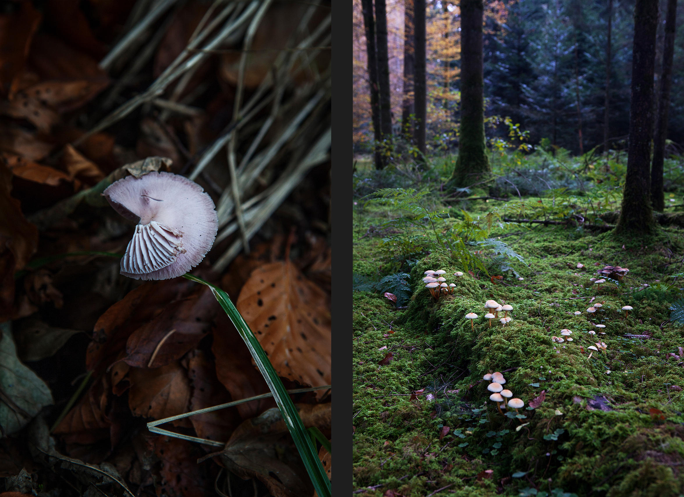 Hongos de cerca y en un bosque