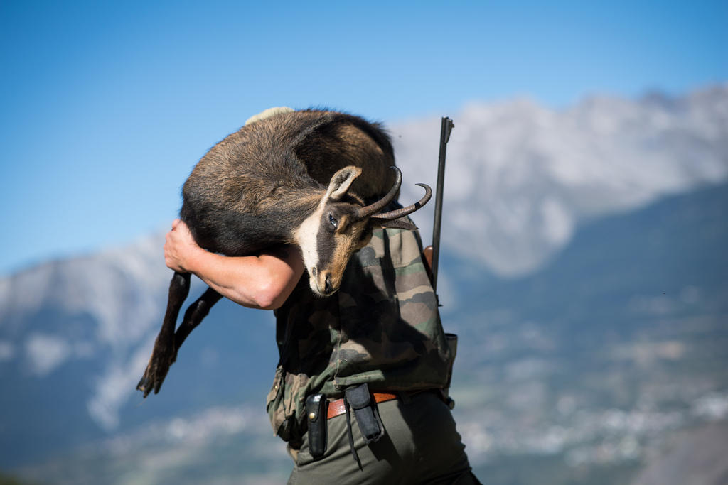 chamois