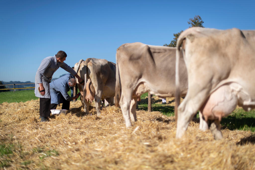 cows and farmers