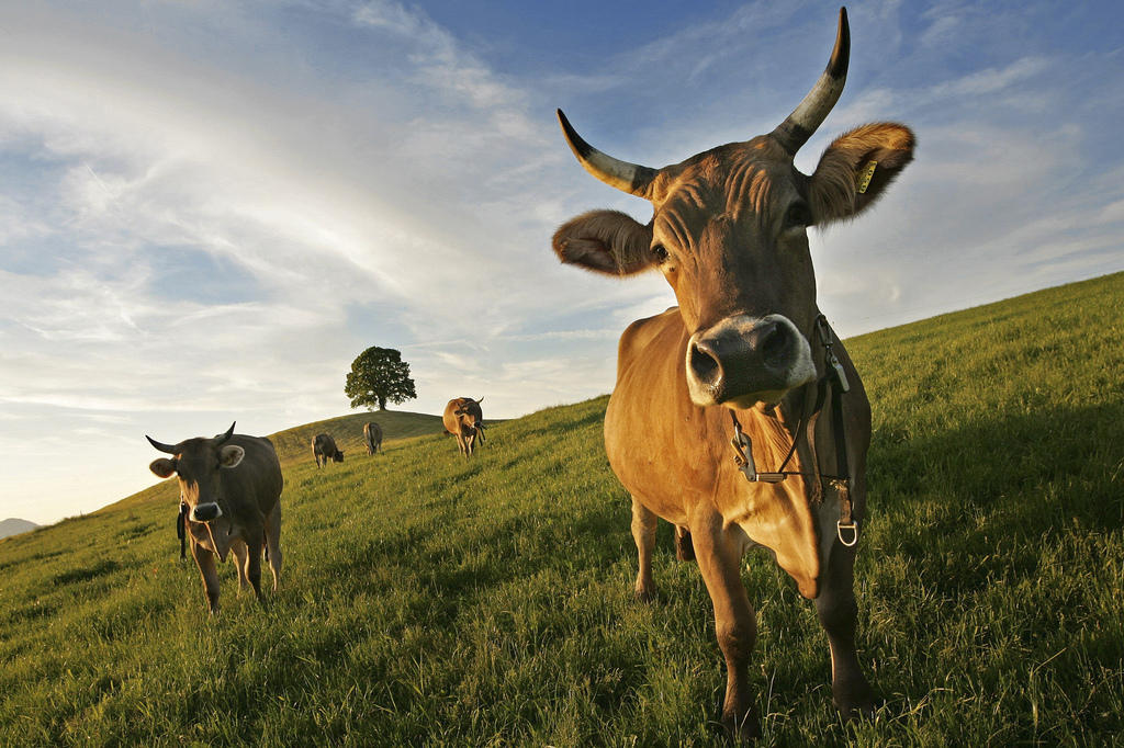 Vaches dans un champ