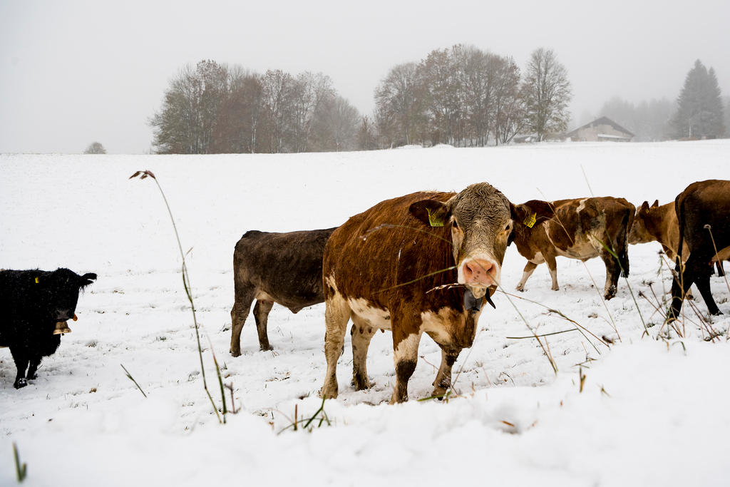 Cows in the snow