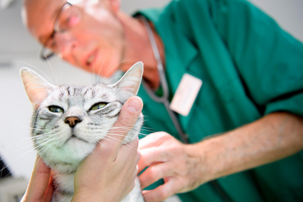A vet cares for a cat with the aid of an assistant