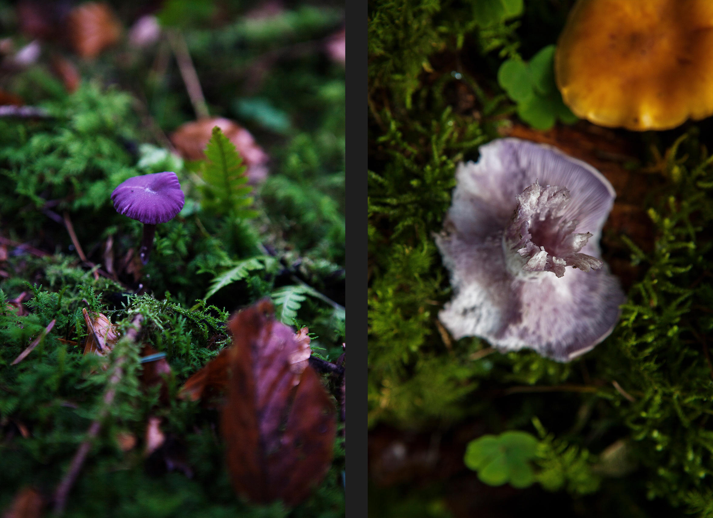 Pilze und Waldblumen in Nahaufnahme