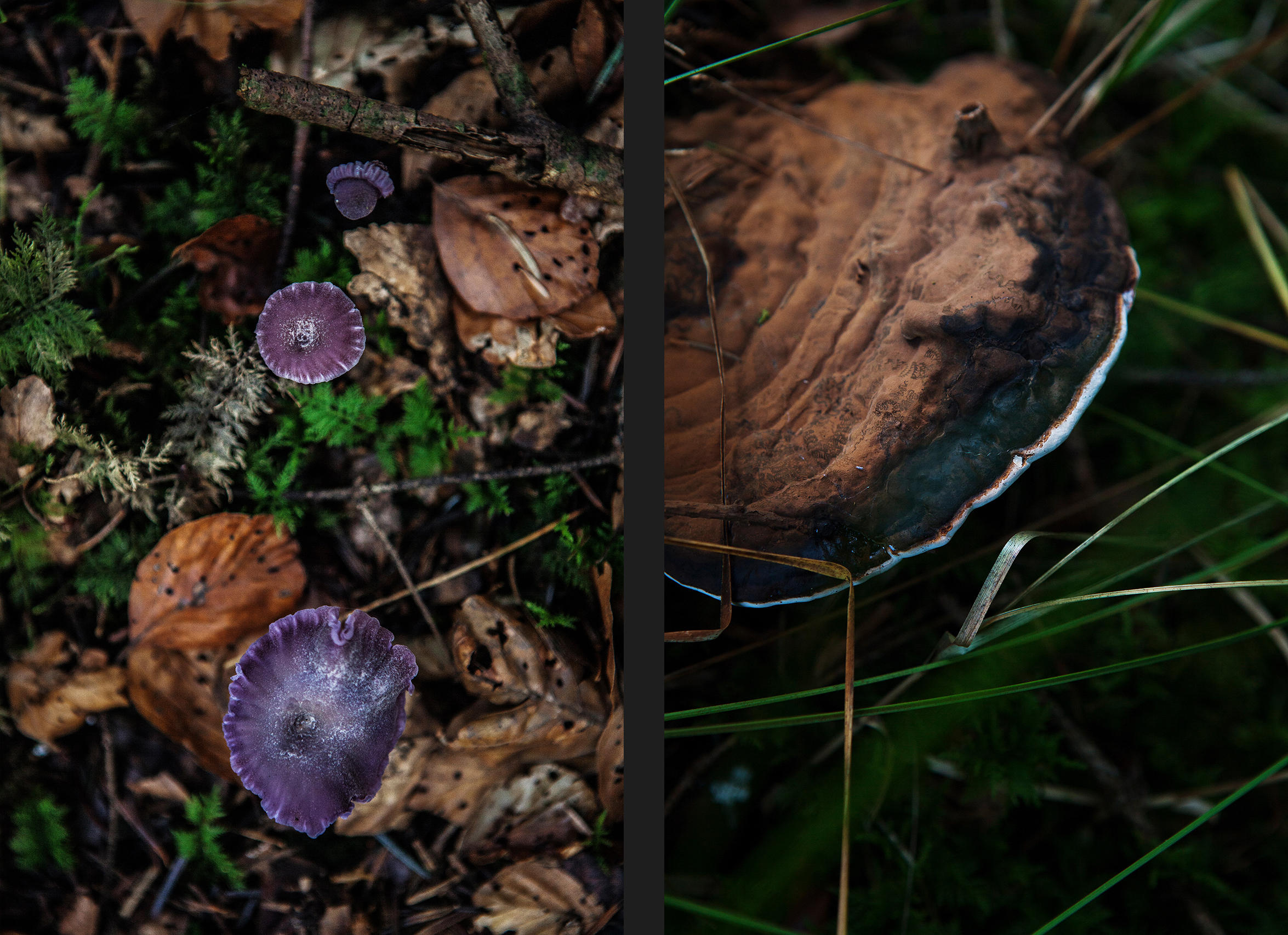 Nahaufnahmen in grün braun violett Tönen der Pilze