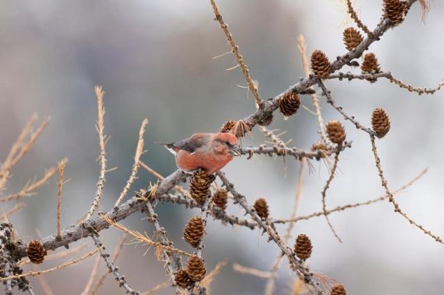 Pájaro piquituerto colorado en una rama