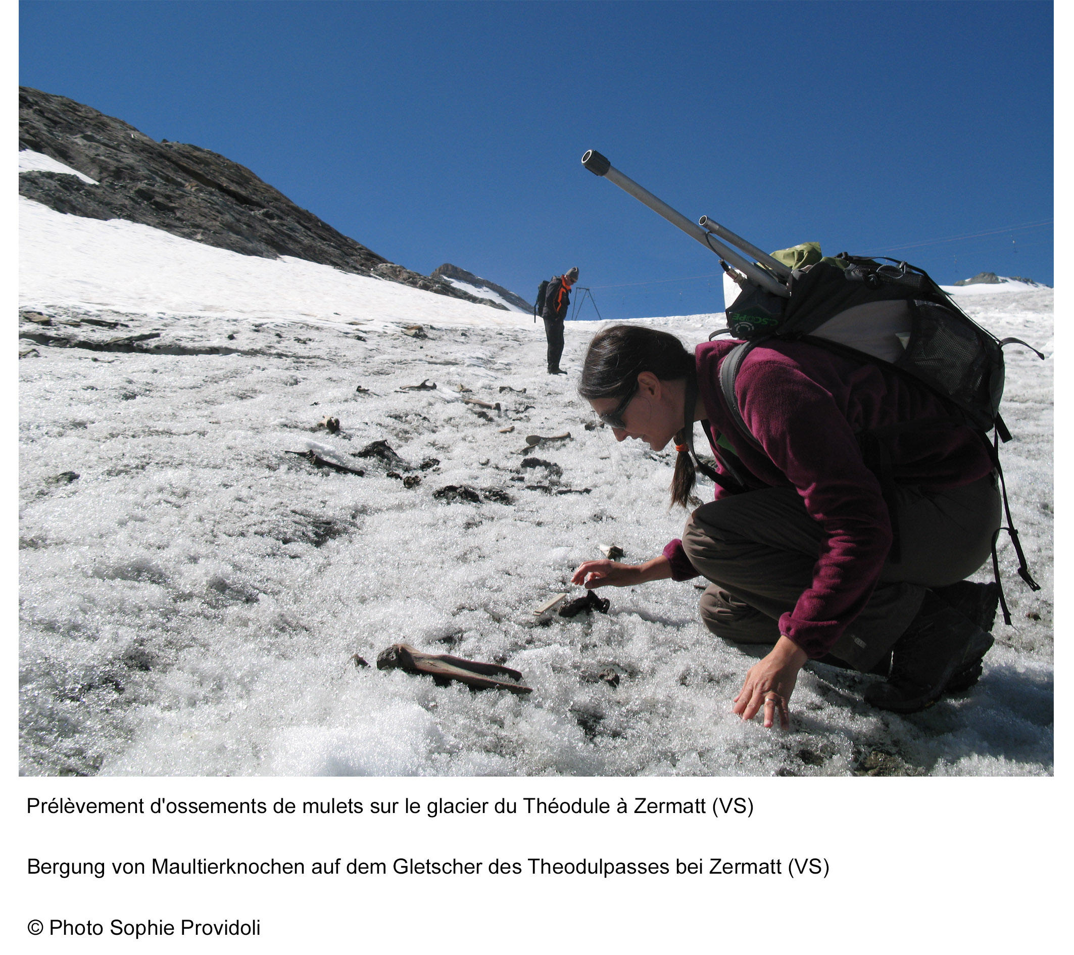 Archeologist investigating bones found on Théodule Pass, near Zermatt