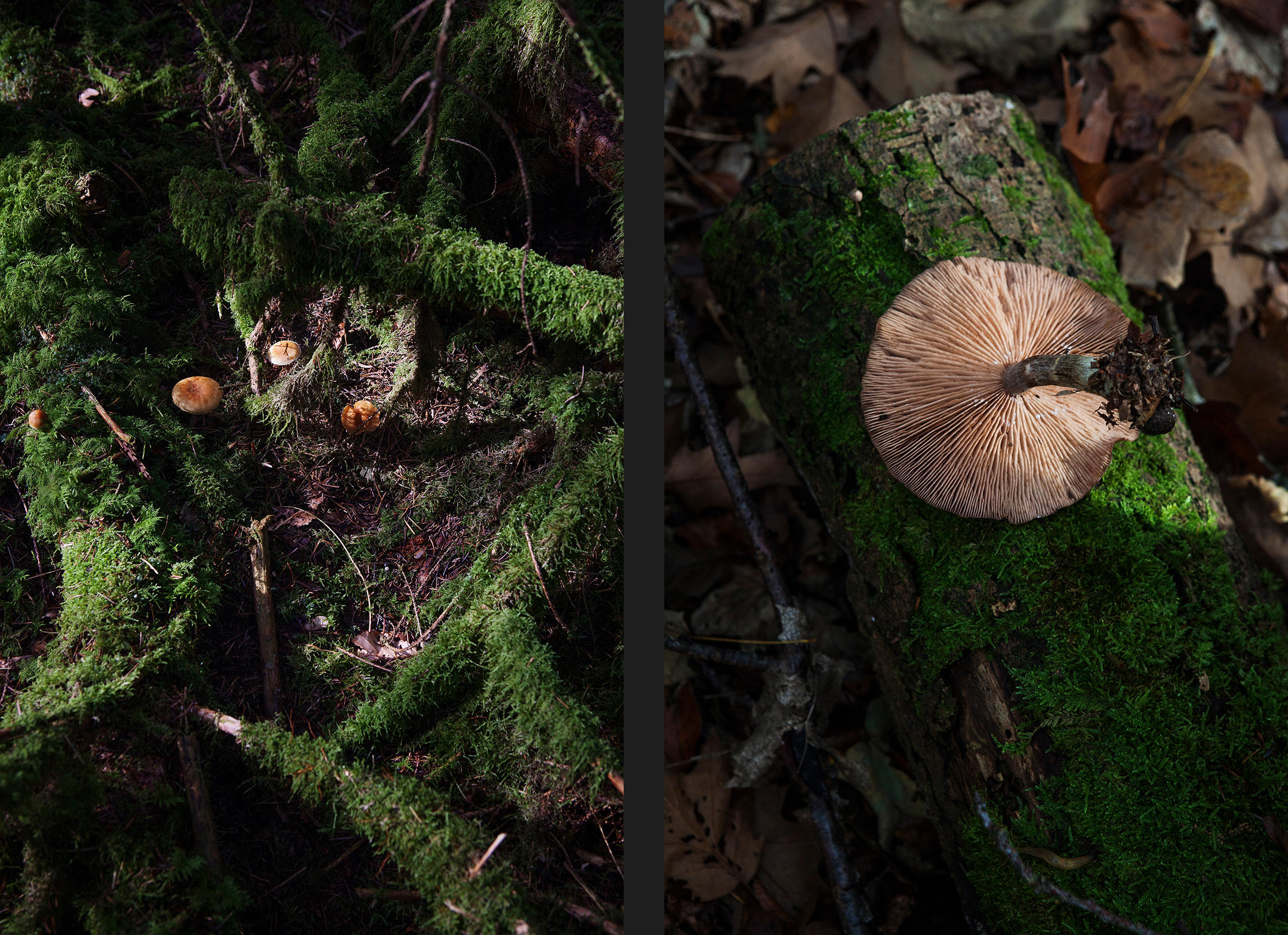 Mushroom on moss