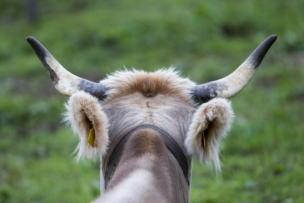 Une vache à cornes de dos