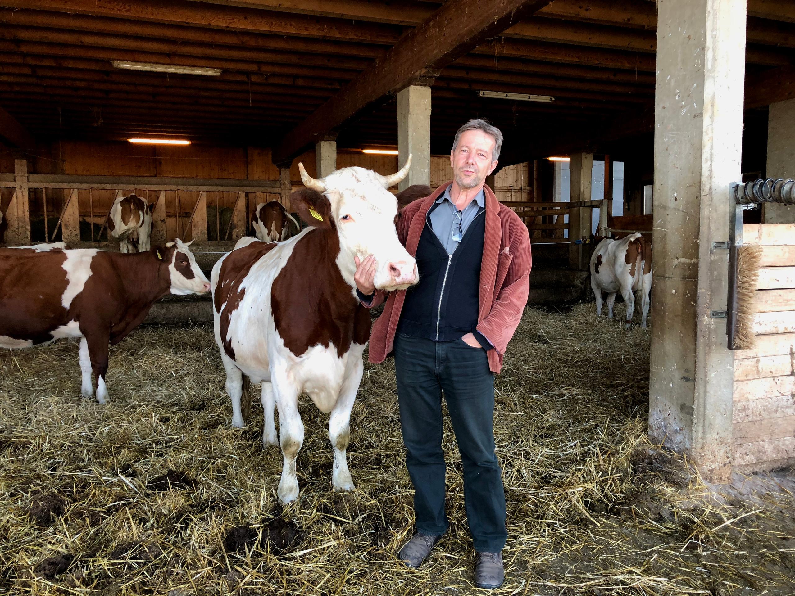 Ueli Hurter and his cows in his free-range shed