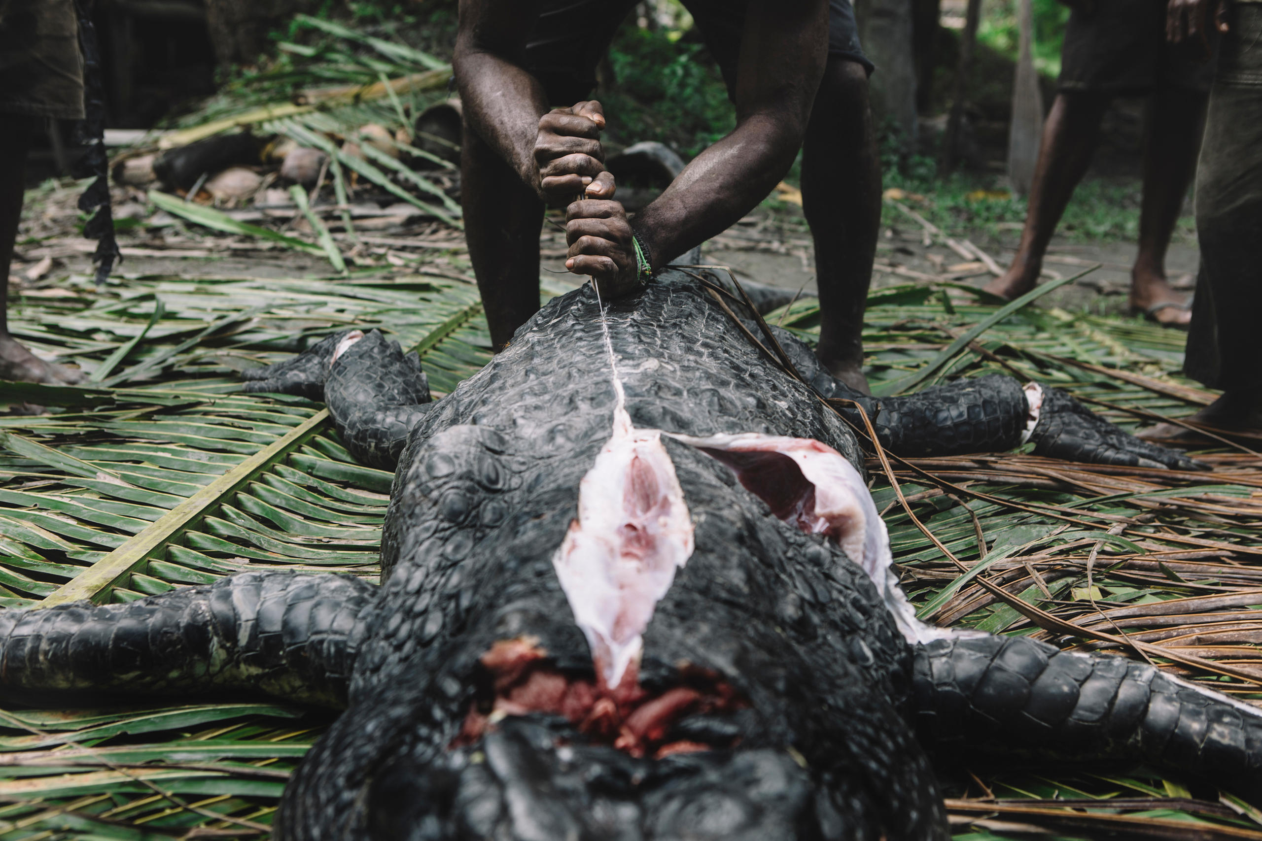 A hunted crocodile is being sliced by a man in Papua New Guinea