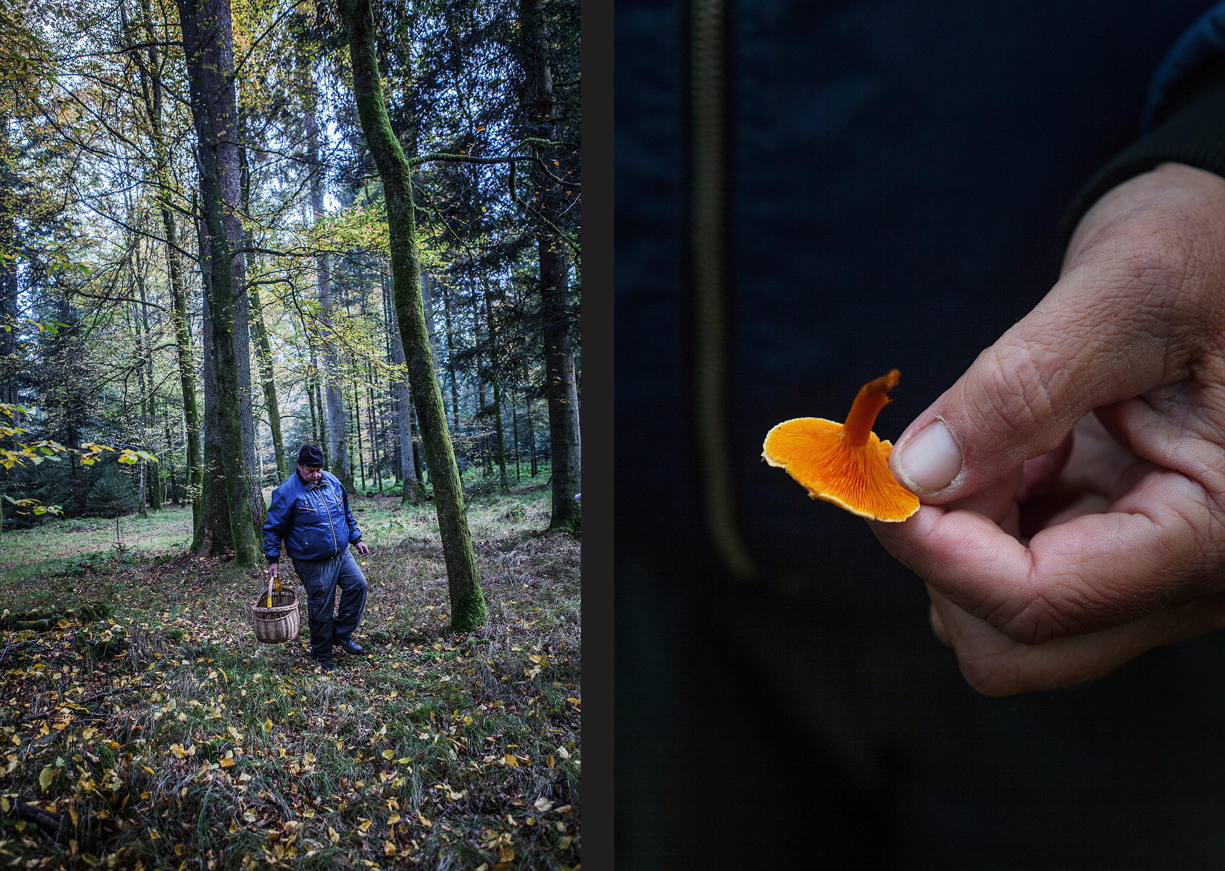 uomo con un cestino nella foresta e una mano che tiene un fungo di colore arancione