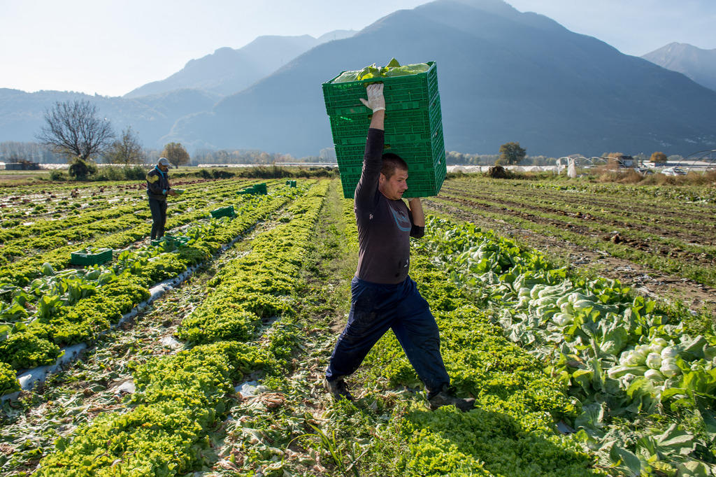 Harvesting lettuce on the Magadino Plain