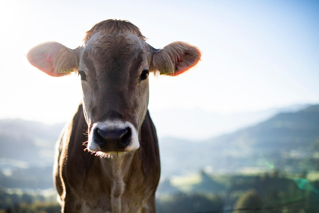 una mucca senza corna.